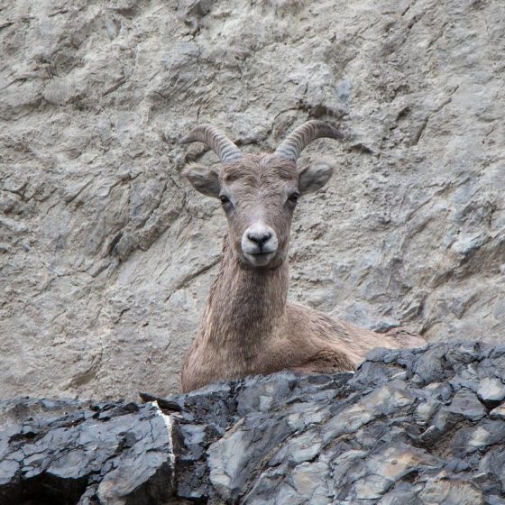 mountain goat, cliff, horn-1643239.jpg